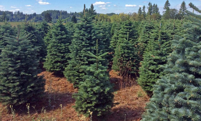 Noble fir дерево
