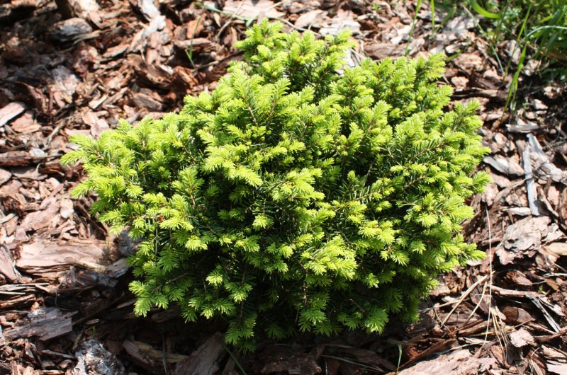 Picea Abies little Gem