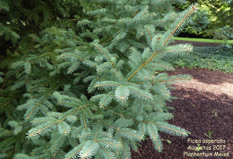 Picea Asperata