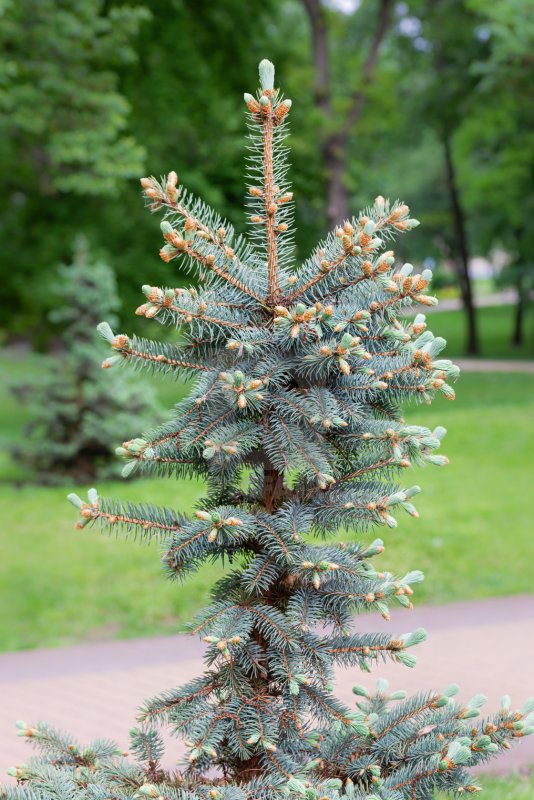 Ель голубая с почками розовыми