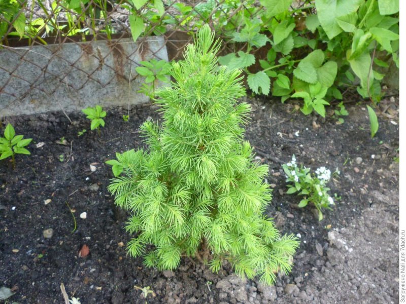 Черенки ель Коника