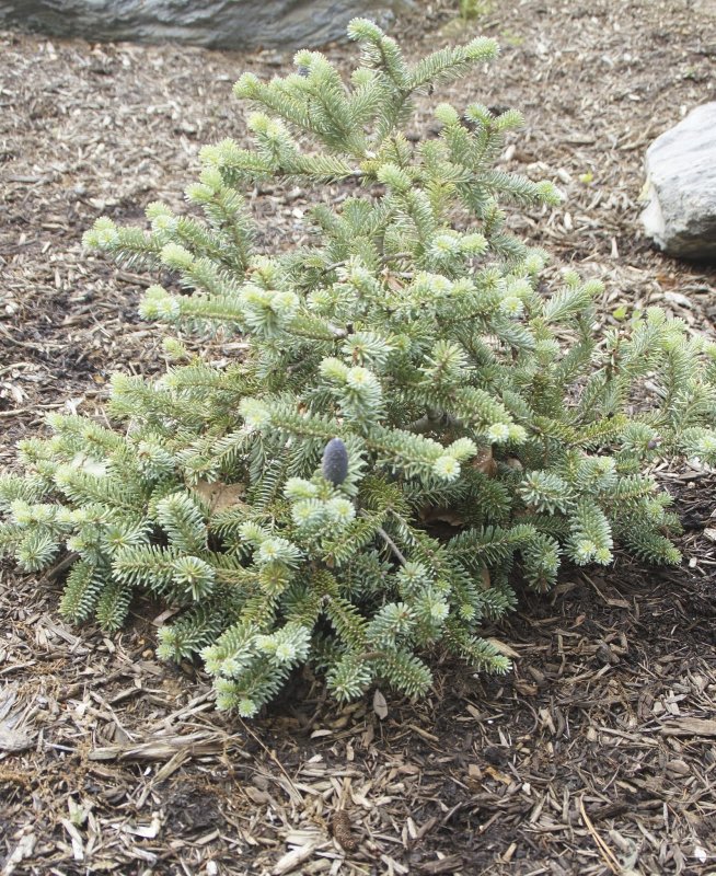 Пихта корейская (Abies Koreana с3)