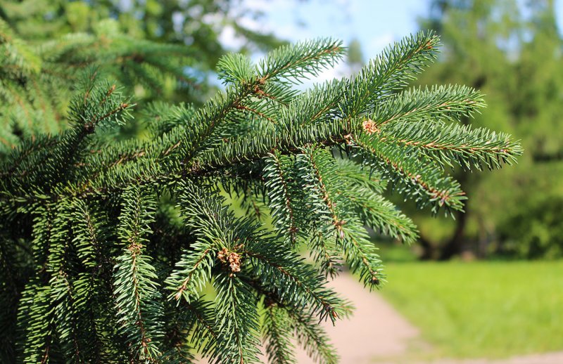 Picea Asperata