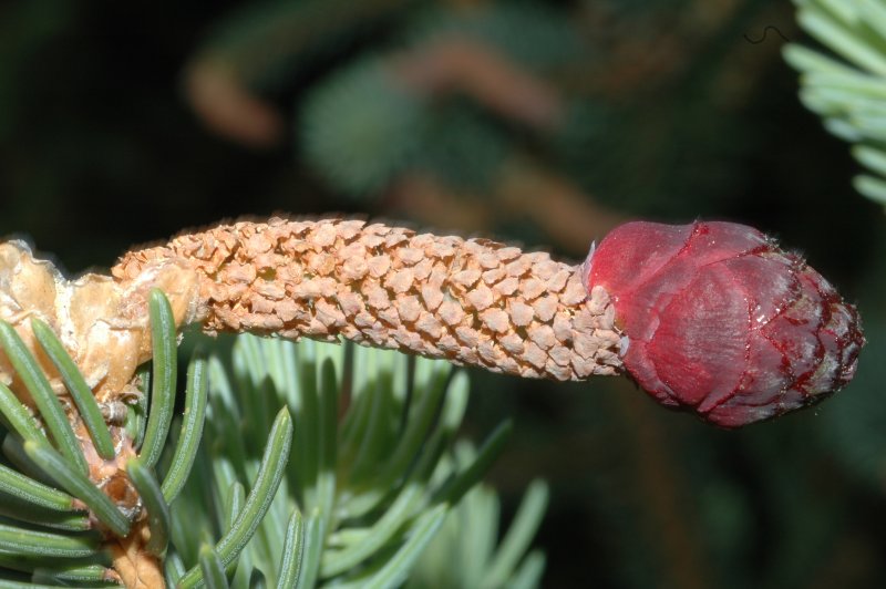 Picea Asperata