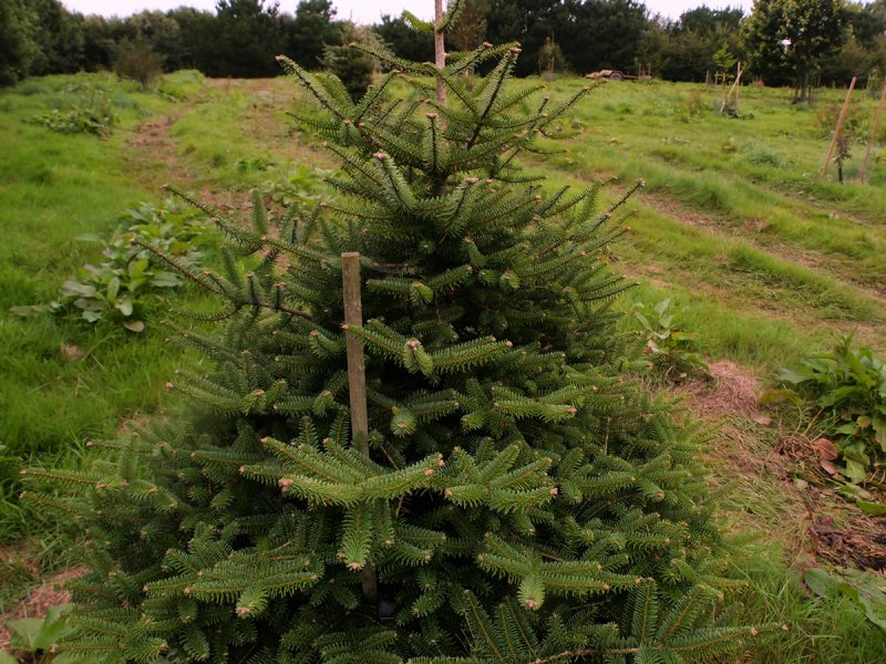 Picea Asperata (ель шероховатая)