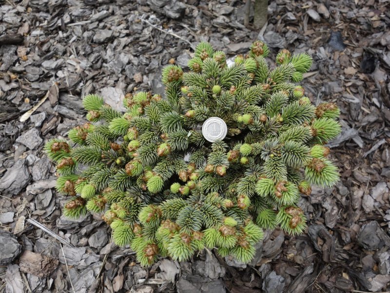 Ель ситхинская Нана Picea sitchensis Nana