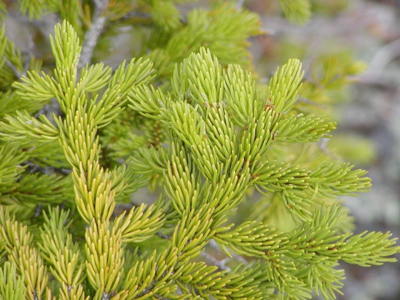 Ель красная Picea Rubens