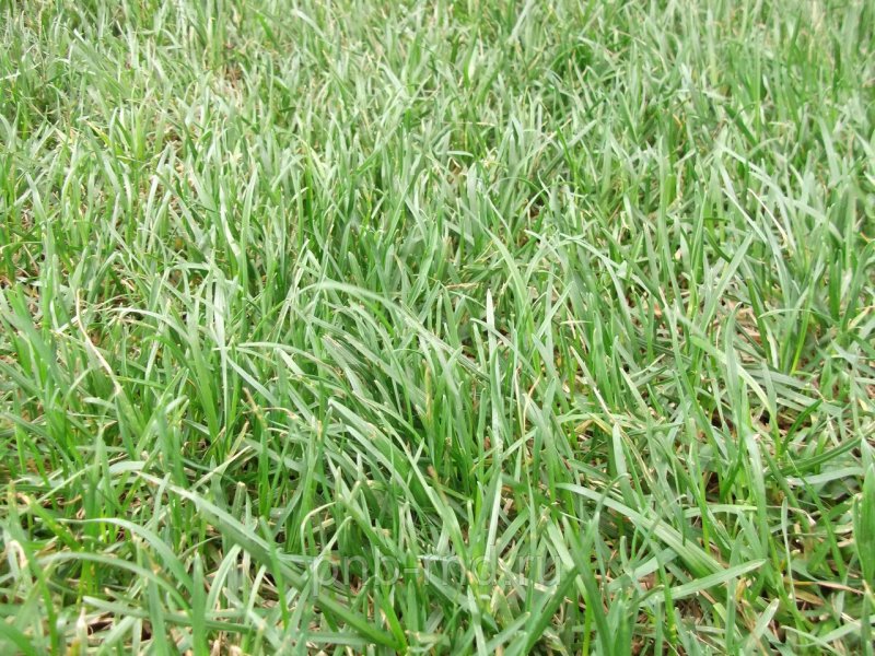 Овсяница (Festuca Walberla