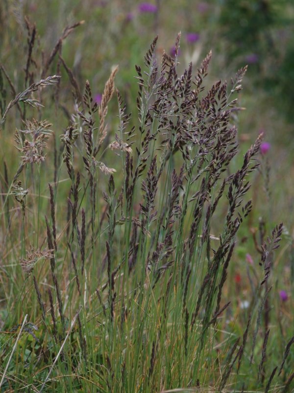Овсяница Луговая (Festuca pratensis)