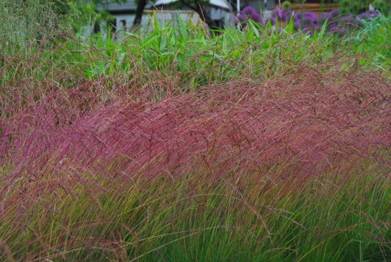 Овсяница Луговая Festuca