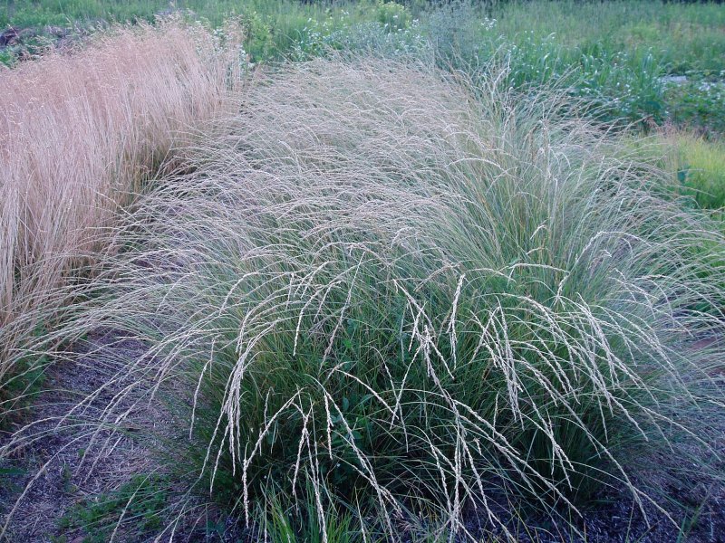Овсяница красная (Festuca rubra)