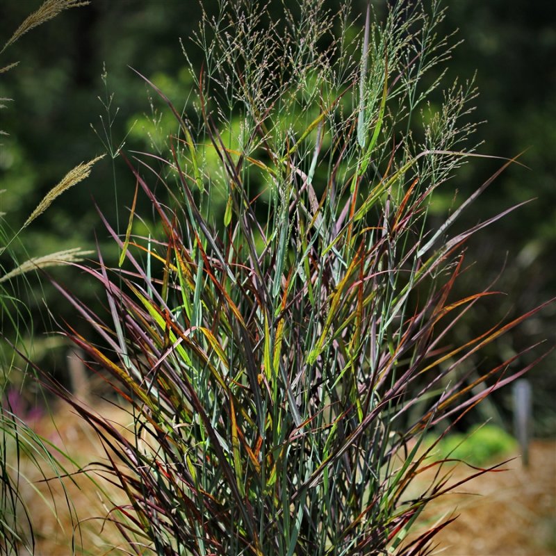 Овсяница Аметистовая Festuca amethystina