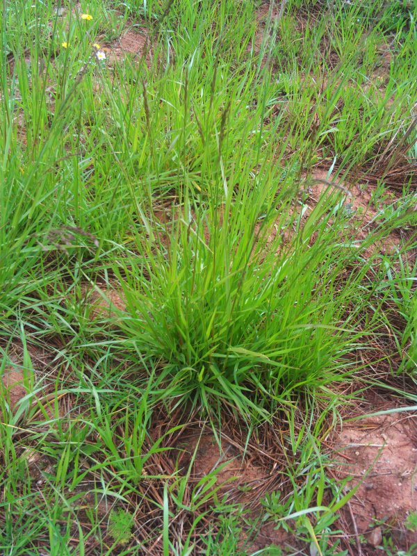 Овсяница красная (Festuca rubra)