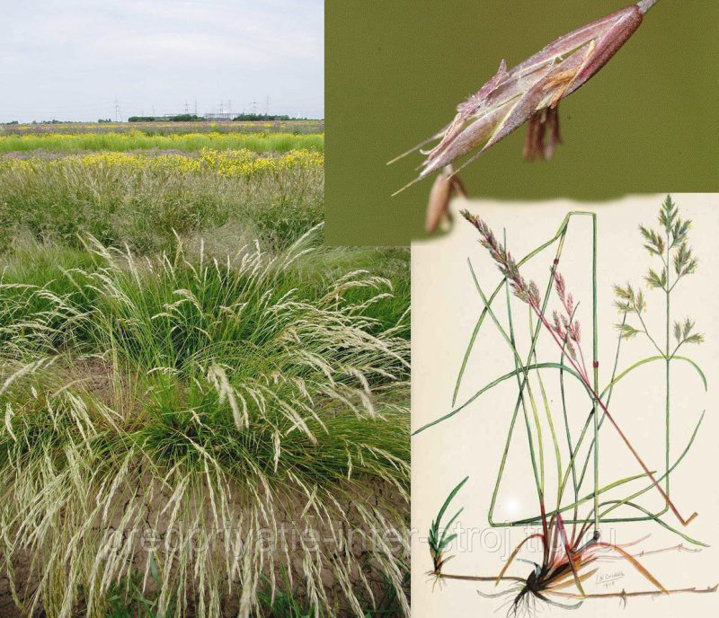 Овсяница Луговая (Festuca rubra