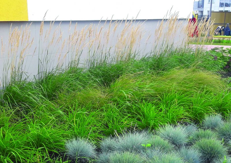 Festuca glauca