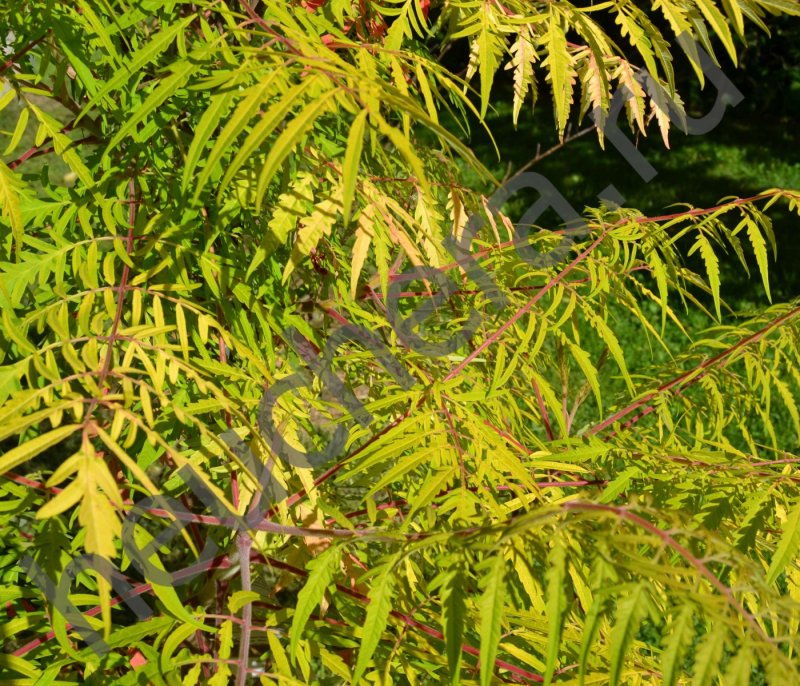 Сумах оленерогий, пушистый, уксусное дерево (Rhus typhina).