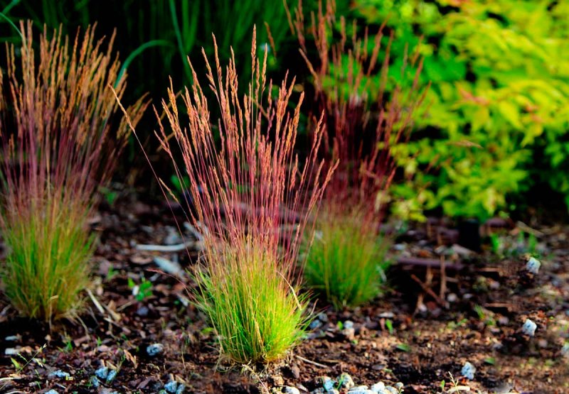 Просо прутьевидное ( Panicum virgatum 'Heavy Metal')