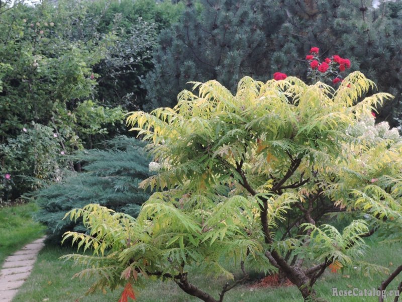 Rhus typhina Tiger Eyes