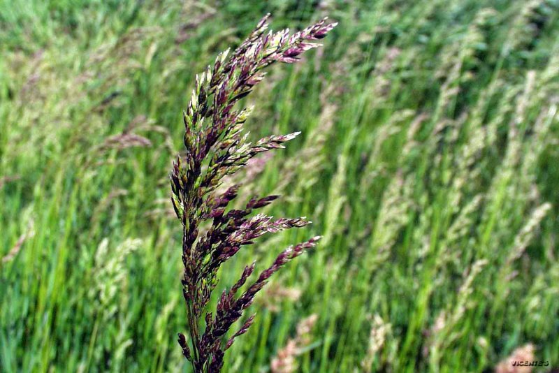 Овсяница Луговая (Festuca rubra