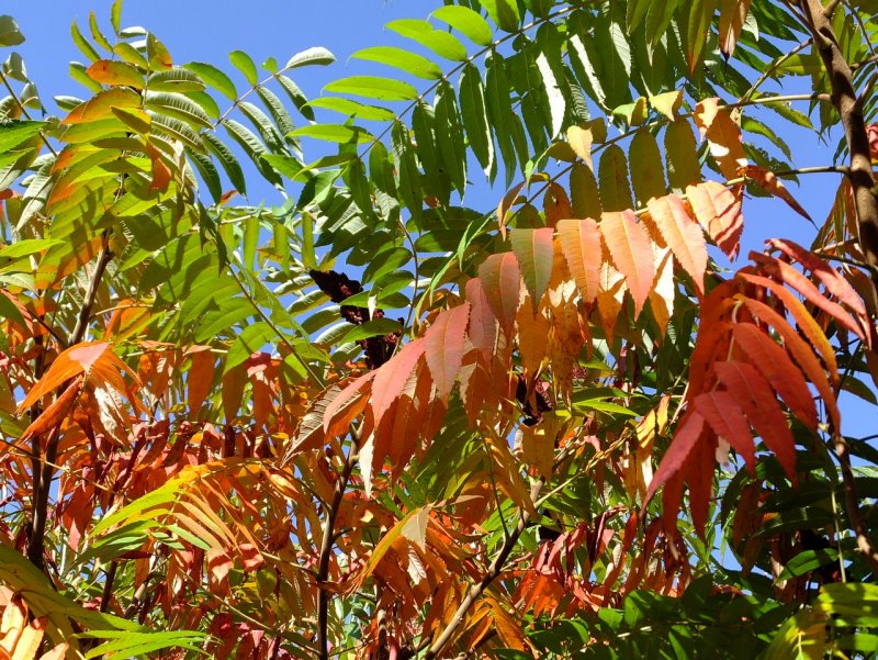 Сумах Rhus typhina