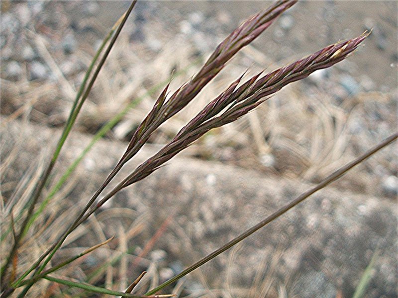 Овсяница Луговая (Festuca pratensis)