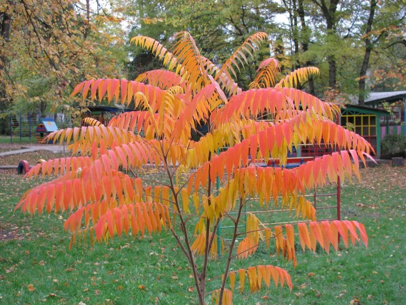 Сумах Rhus typhina