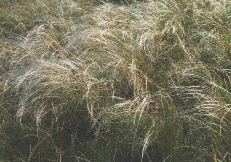 Овсяница Луговая (Festuca pratensis)