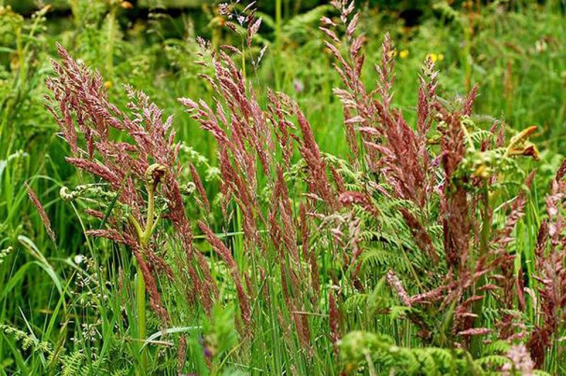 Festuca amethystina