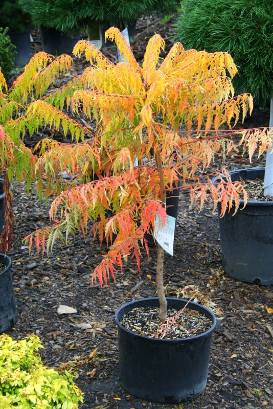 Rhus typhina Tiger Eyes