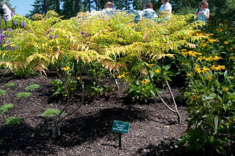 Rhus typhina Tiger Eyes