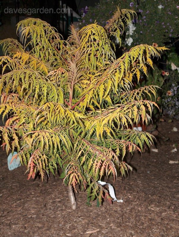 Rhus typhina Tiger Eyes
