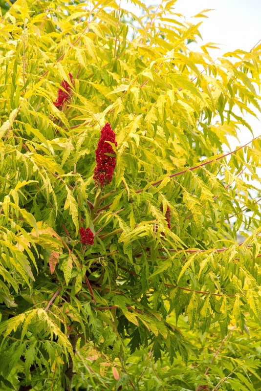 Rhus typhina Tiger Eyes