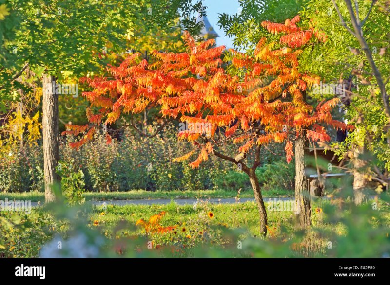Сумах голый (Rhus glabra).