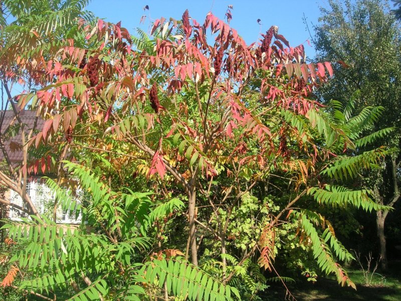 Сумах Rhus typhina