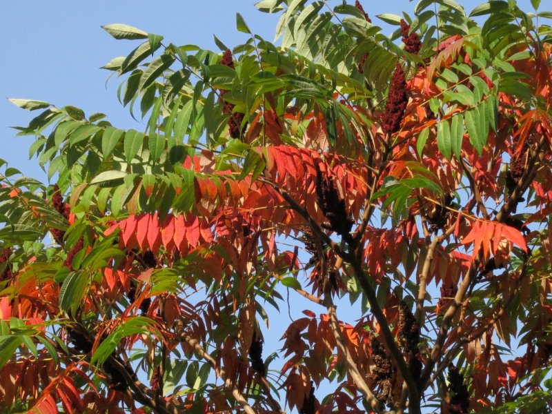Сумах glabra