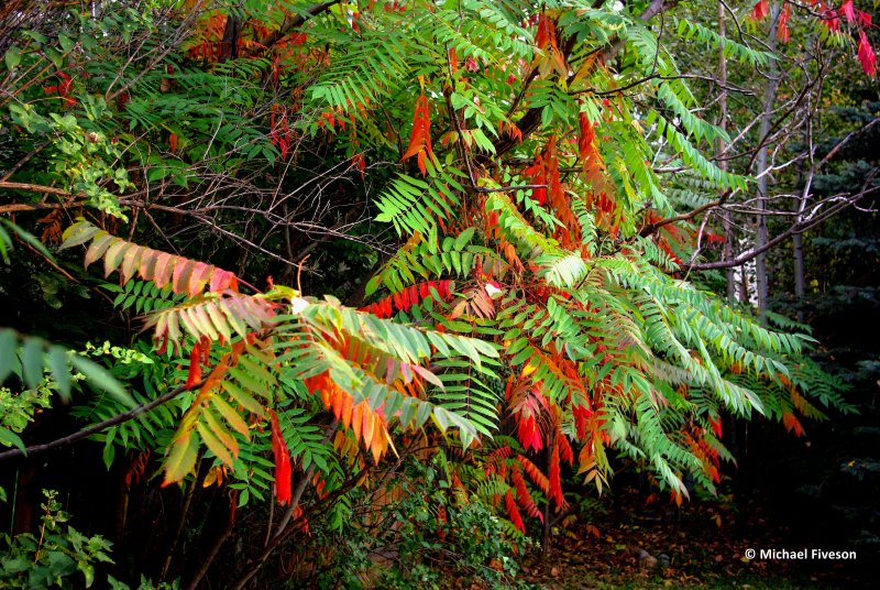 Rhus typhina (Сумах уксусный) 'dissecta'