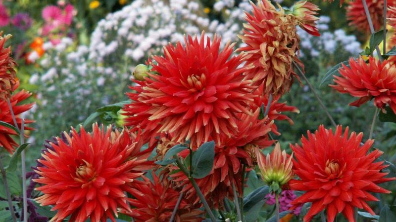 Георгина изменчивая (Dahlia variabilis)