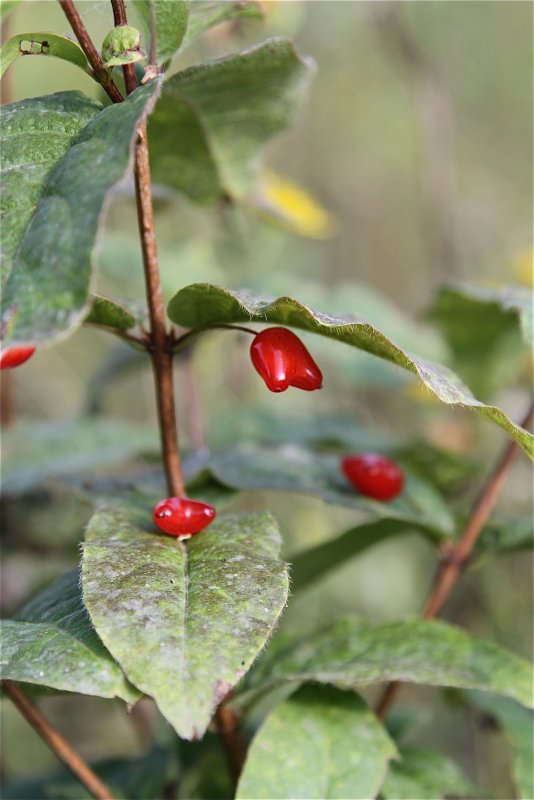 Lonicera hispida