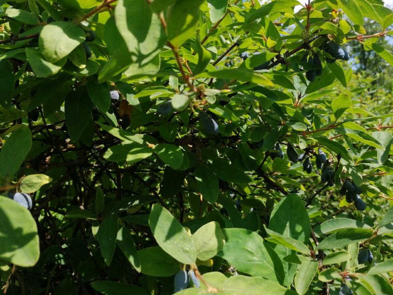 Lonicera xylosteum Солитер