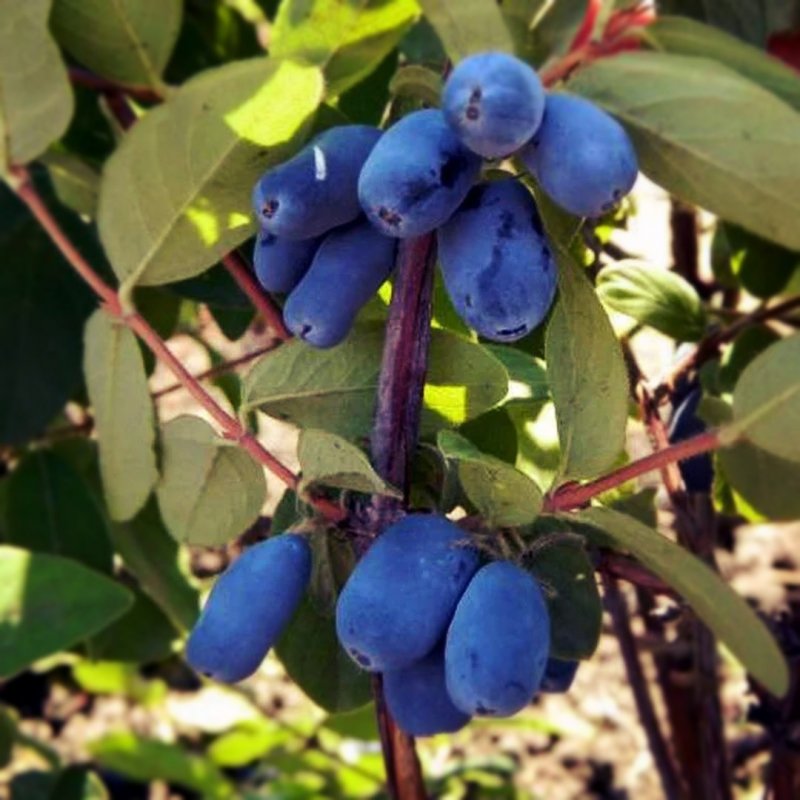 Blue Honeysuckle (Lonicera caerulea var. Emphyllocalyx), Haskap