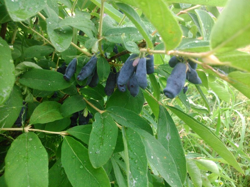 Lonicera praeflorens