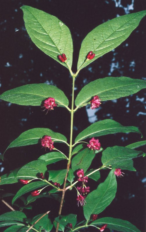 Lonicera maximowiczii