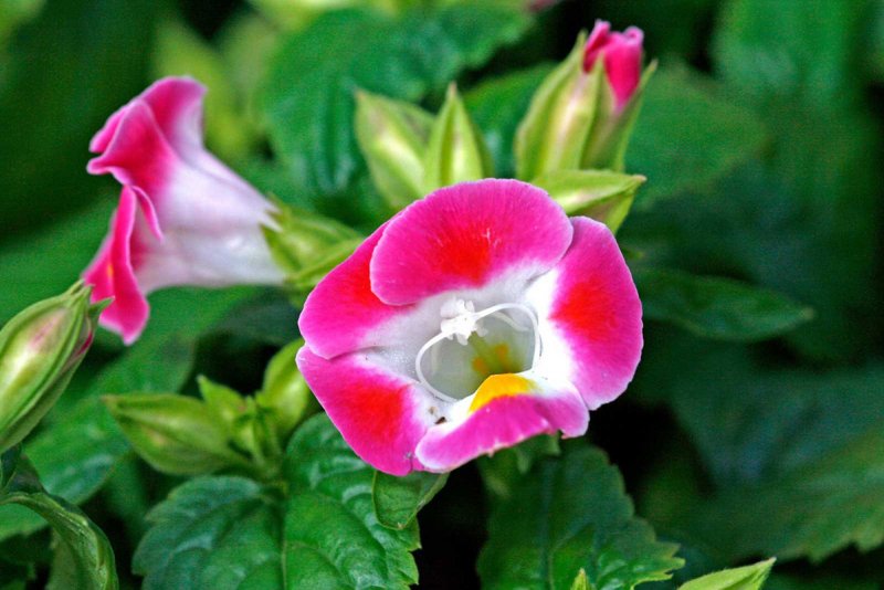 Торения Фурнье Kauai Magenta