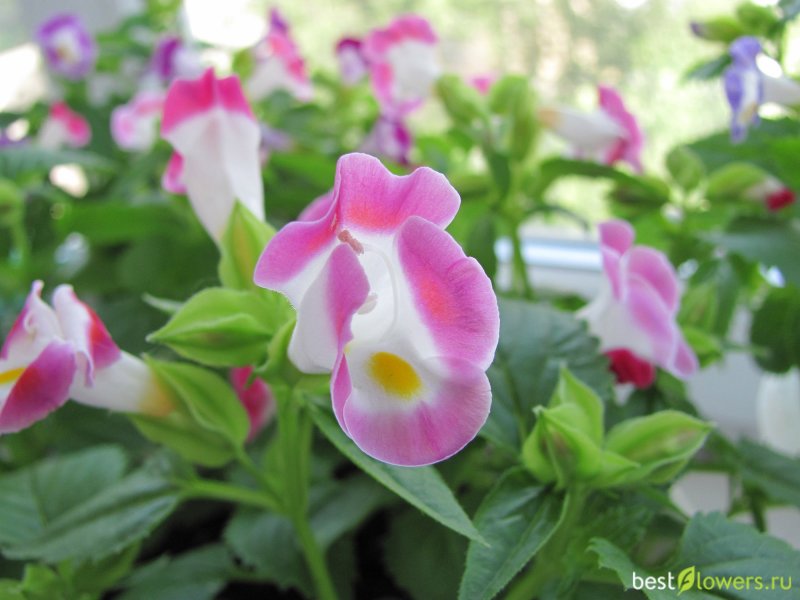 Торения Фурнье Kauai Magenta