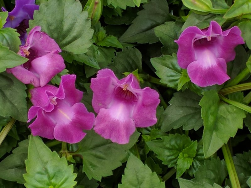 Торения Фурнье Kauai Magenta