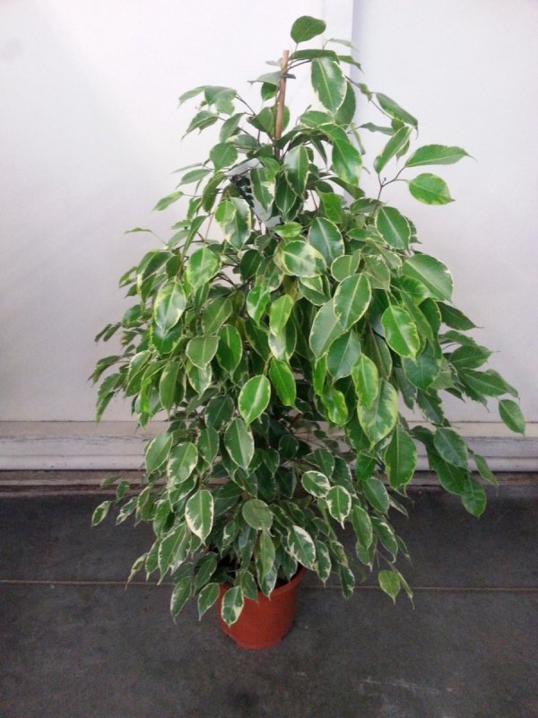 Фикус Голден Кинг Ficus Golden King