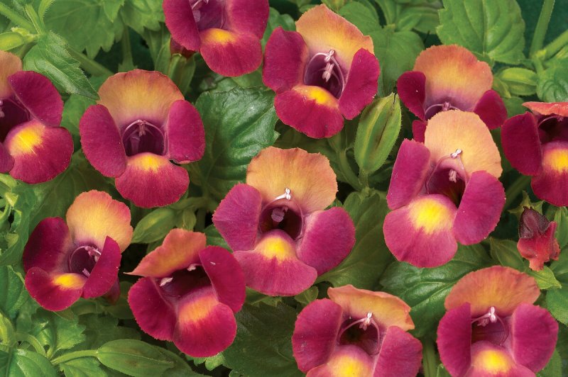Торения Фурнье Kauai Magenta