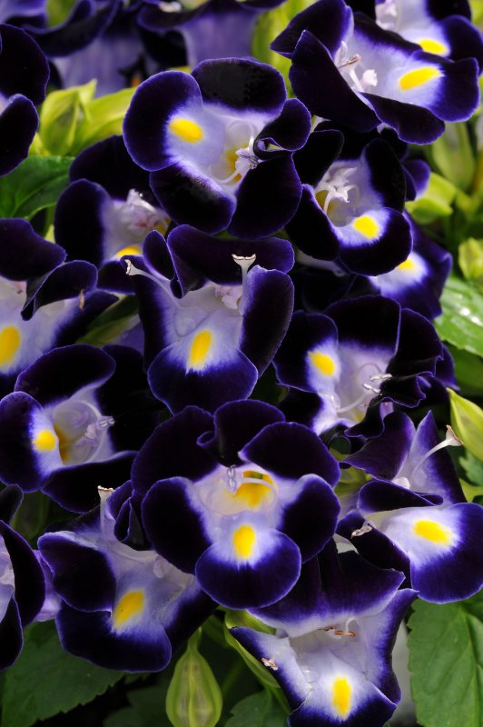 Торения Kauai Deep Blue