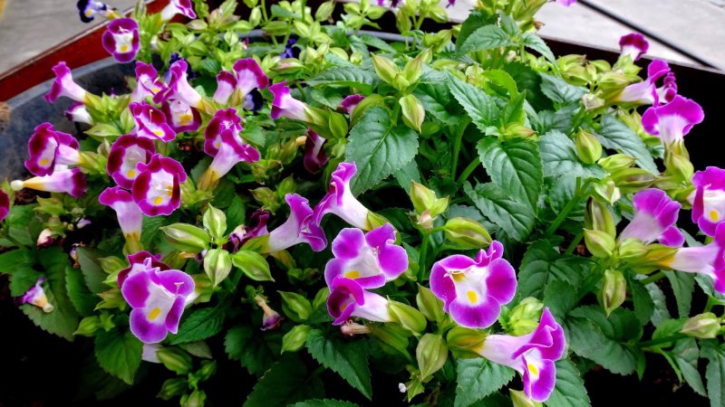 Торения Фурнье Kauai Magenta