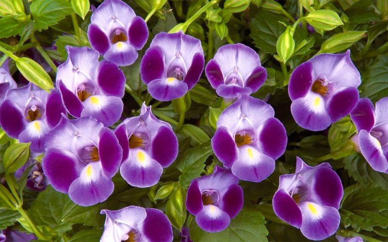 Торения Фурнье Kauai Magenta